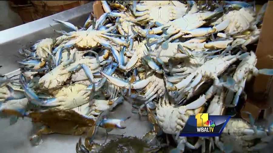 Recent cold weather has impacted the crab population, making them difficult to find for consumers. According to the 2016 Blue Crab Winter Dredge Survey conducted by the Maryland Department of Natural Resources, Maryland is in store for one of its best crab seasons in years. In 2012, there were an estimated 765 million crabs in the Chesapeake Bay, then there was a steady drop-off before with an increase last year. This year, the crab forecast is expected to be 553 million.