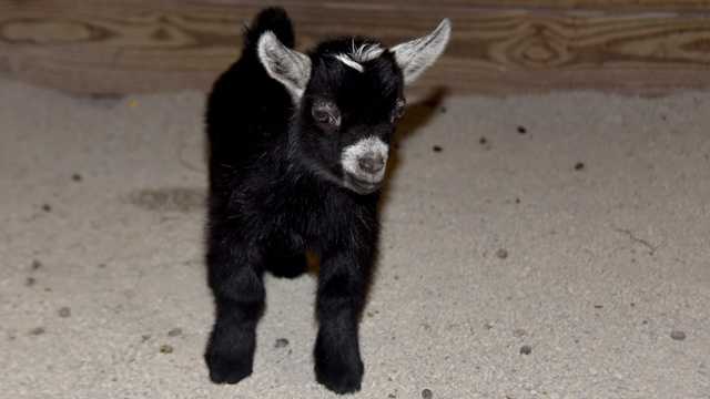 The Maryland Zoo in Baltimore announces the birth of a male African pygmy goat kid.