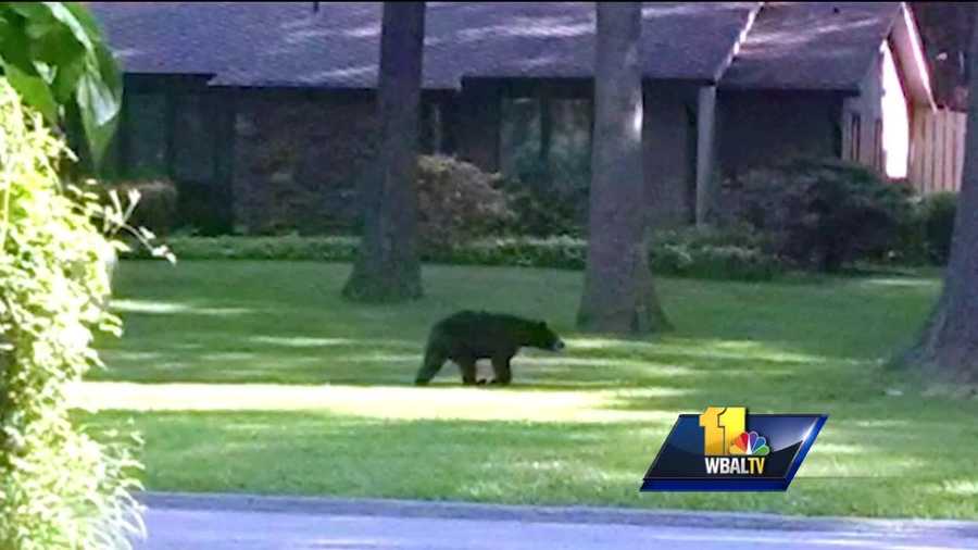 Black Bear Spotted In Howard County Neighborhood 7645