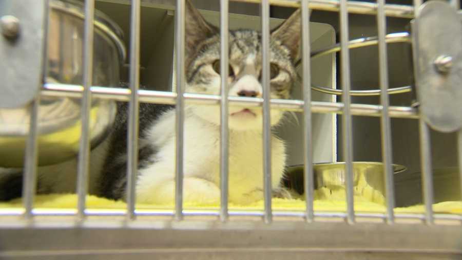 The Baltimore 500 is a program through June that seeks to help to find 500 cats new homes.