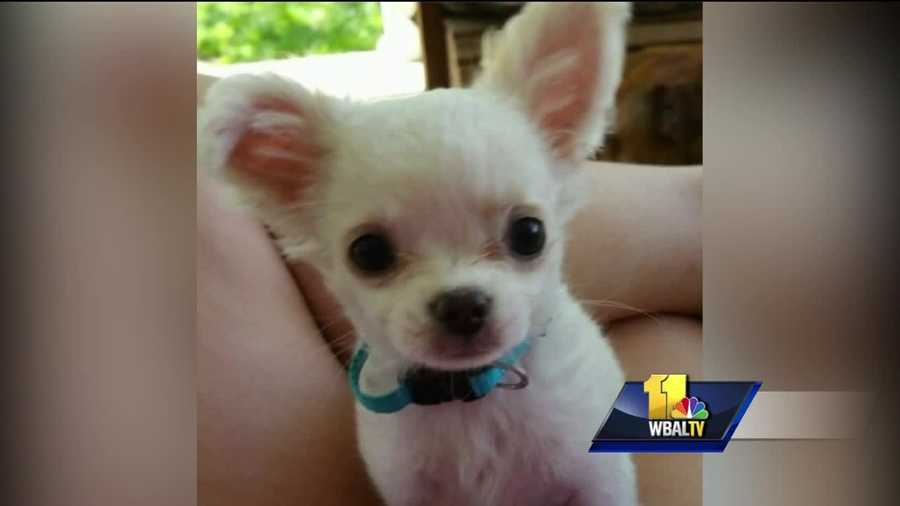 Anne Arundel County police have charged a woman who is accused of kicking a puppy to death. Police said they believe that a 3-month-old Chihuahua, Harley, may have been kicked to death. Jessica Miskimon fought back tears Thursday as she relived the painful way in which Harley died.