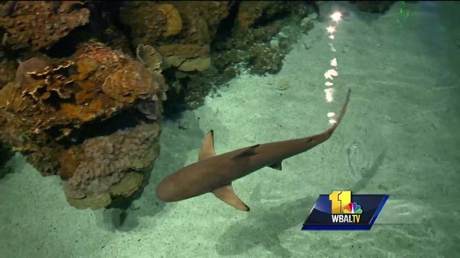 It started out as a week of TV programming, dedicated to an apex predator, sharks. Now, shark week is cultural phenomenon. The National Aquarium in Baltimore has partnered with the Discovery Channel to help educate people about shark week. The aquarium wants people to celebrate shark week even if they can't make it to the Inner Harbor.