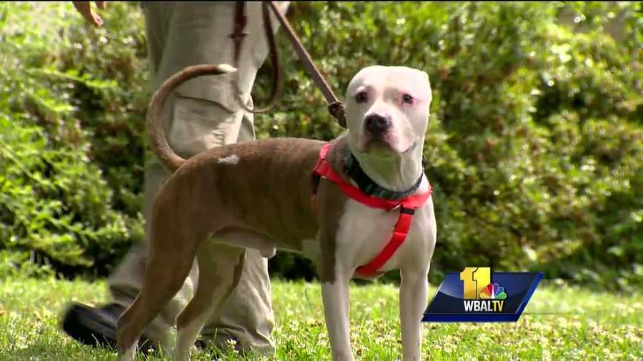 It may be hard to believe, but it's only been a week since the popular "Pokémon Go" app rolled out for their smartphone and in that week many people have used walking their dogs as an excuse to add to their collection. It's a triple threat: Pokémon, people and pets. Now, the Maryland SPCA is jumping into the mix. For two days, Saturday and Sunday, "I choose you" is the motto. The SPCA is waiving adoption fees for their adult cats and dogs as long as people say one word: Pokémon.