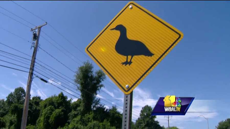There are two types of honking, cars and of geese, on Crondall Lane in Owings Mills. Apparently the road is not big enough for both and usually cars win the battle. One man took a stand for the waddling waterfowl so birds of a feather can flock together.