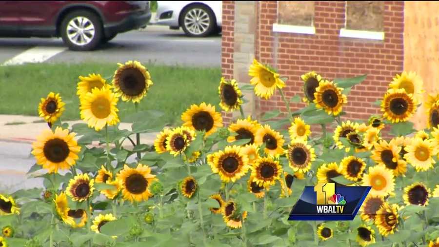 A field of sunflowers is eye catching, no matter where they are but especially in an east Baltimore neighborhood surrounded by vacant houses.