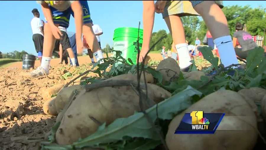 The start of school for new high school freshmen can be intimidating, but new students at Loyola-Blakefield have a chance to bond while serving the community. Loyola's class of 2020 is starting off the school year in an unlikely place: a potato field. After a quick demonstration, the students are ready to get to work.