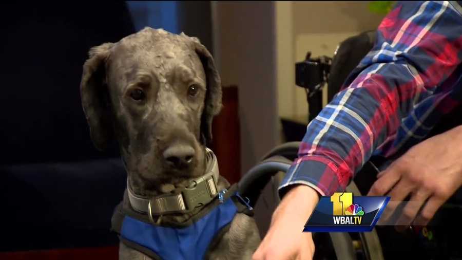 Most employers don't allow you to bring the dog to work except when the dog is a service animal, but even then the answer may be no. That's what happened at a well-known institution in Baltimore with a wheelchair-bound employee. Marshall Garber has been dependent on a wheelchair since being paralyzed by a spinal cord injury six years ago. It isn't easy.
