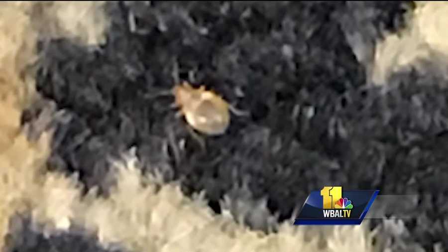 It appears complaints about possible pests have spread from the Mitchell Courthouse across the street to Courthouse East. A court clerk told 11 News Wednesday that she found a bedbug in Room 540 in Courthouse East. She said she took a picture, saved the bug in a sandwich bag, turned it into her bosses and got suspended for three days for refusing to work in what she believes is an infested courtroom.