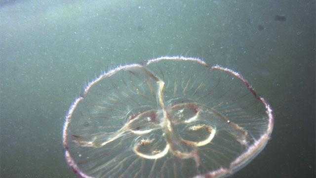 Can jellyfish be key to boost brain power?