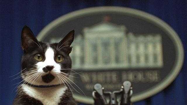 The Clintons' Socks the cat preps for a press conference. 