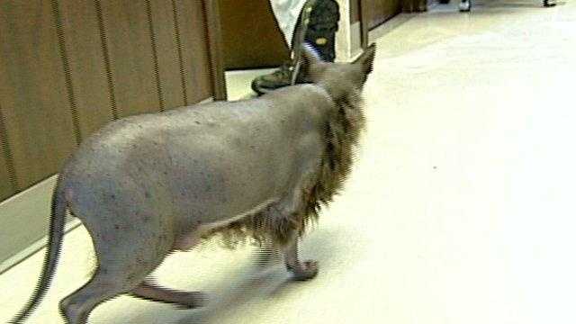 photos-ugly-bat-boy-the-cat-from-exeter
