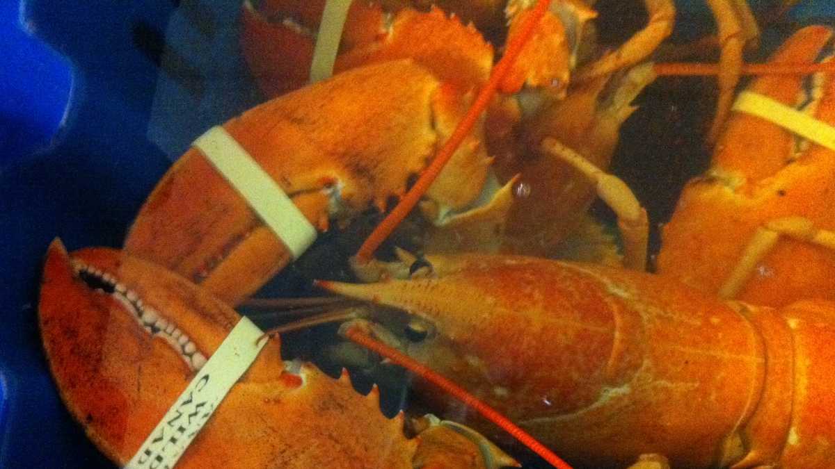 Half-Orange, Half-Brown Lobster Found—How Rare Is It?