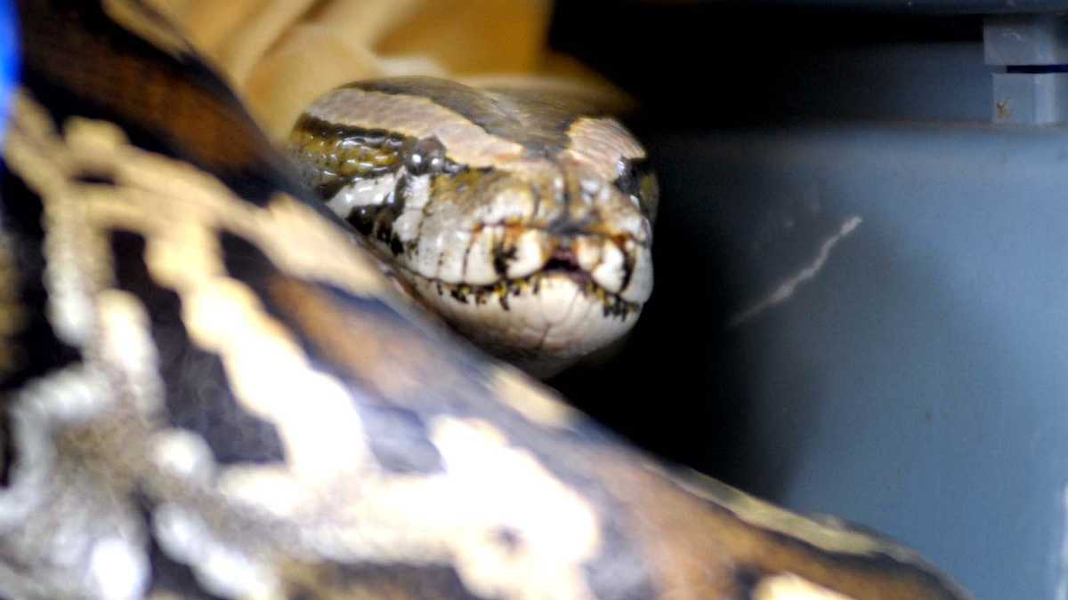 11-foot python bites resident before being captured