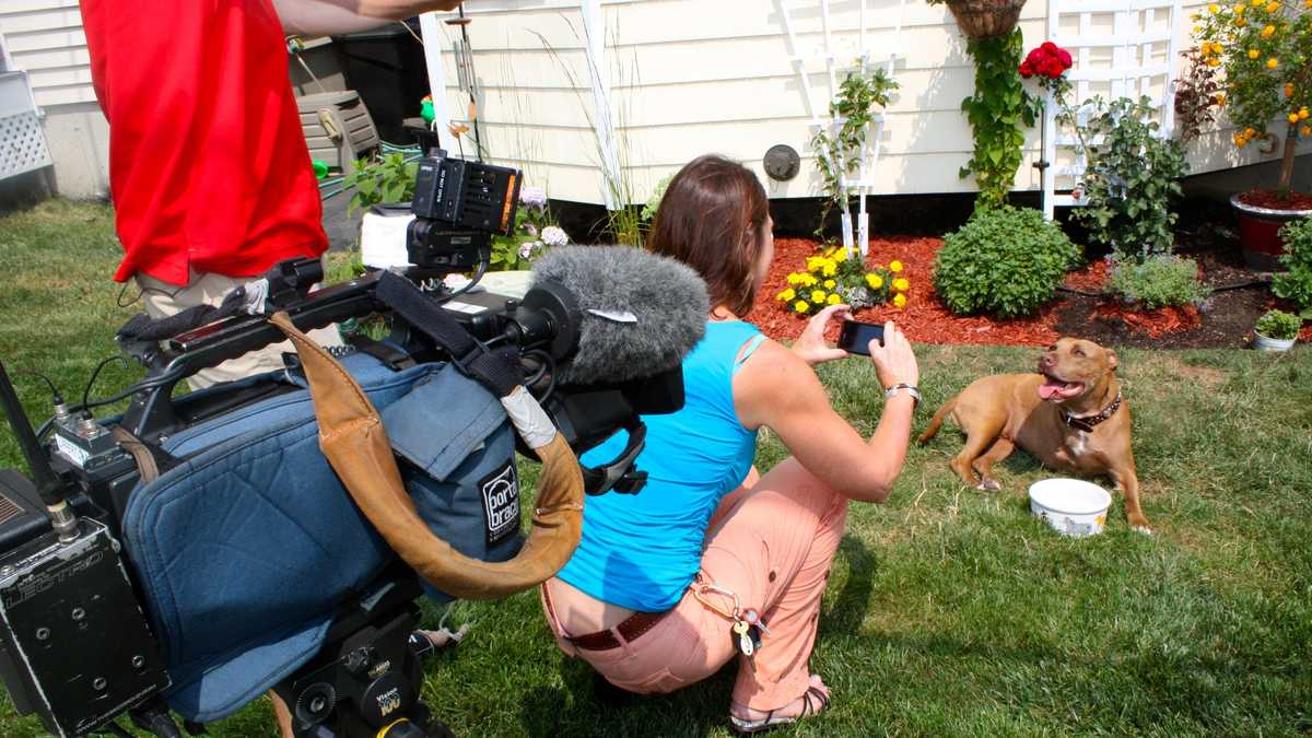 Photos Hero pit bull saves owner, inspires many