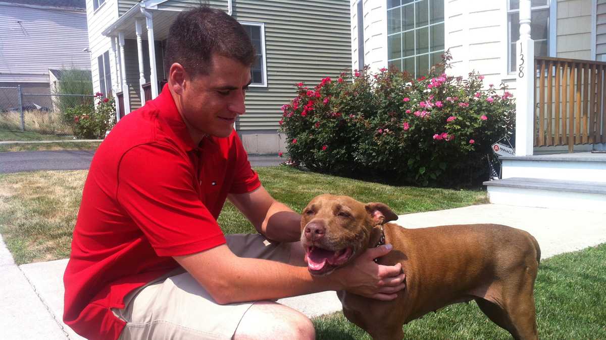 Photos Hero pit bull saves owner, inspires many