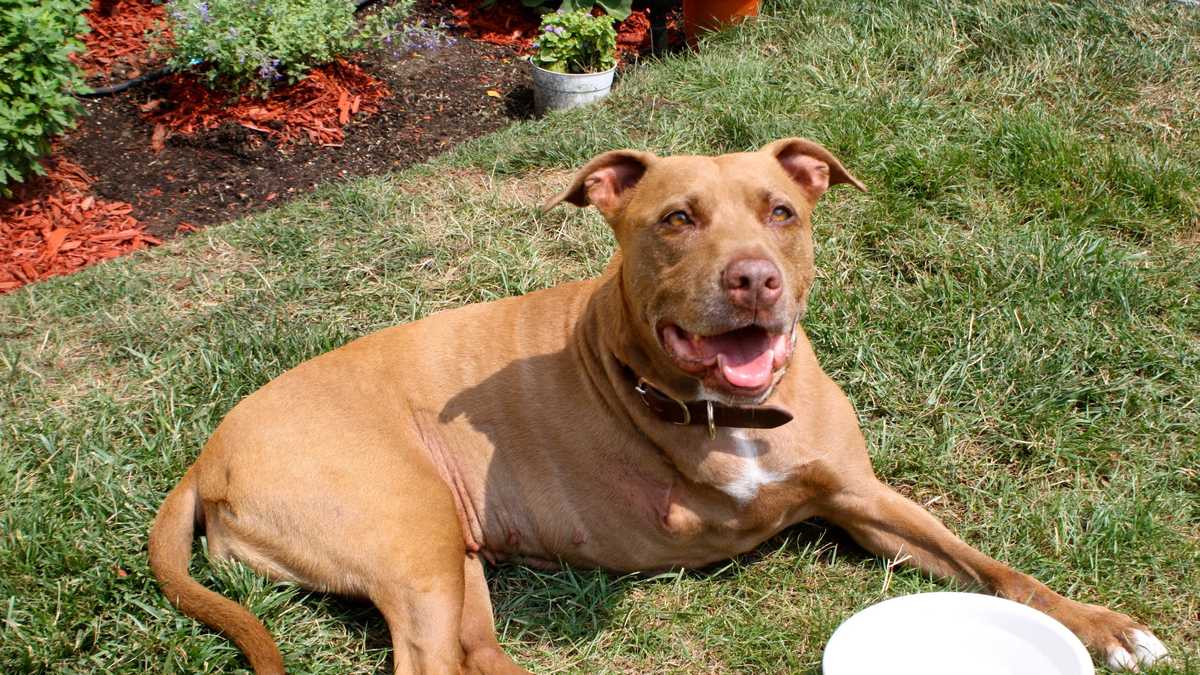 Photos Hero pit bull saves owner, inspires many