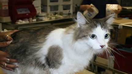 Humane group: Cat caught in illegal trap underscores need for