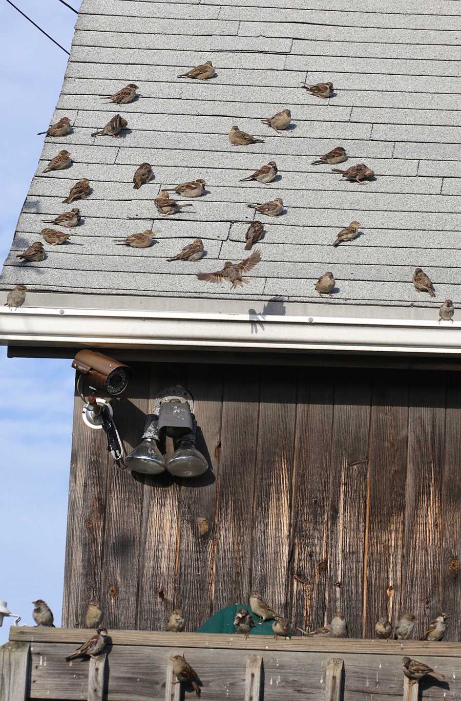 Photos House swarmed with birds sued by town