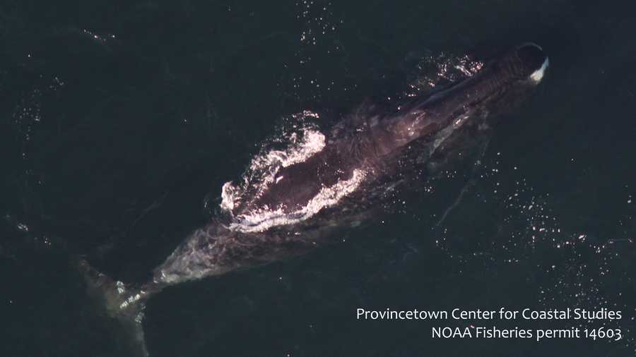 Bowhead whale observed off the coast of Orleans, MA. in 2012 PCCS image under NOAA Permit #14603