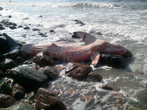 Images: Dead great white shark found on beach