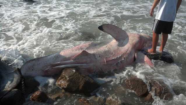 Images: Dead Great White Shark Found On Beach