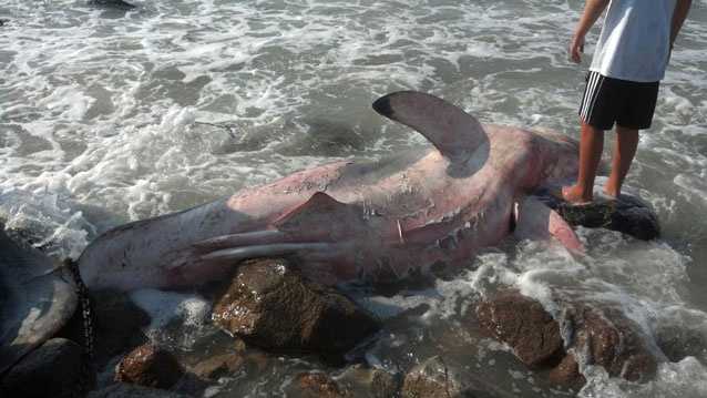 Images: Dead great white shark found on beach