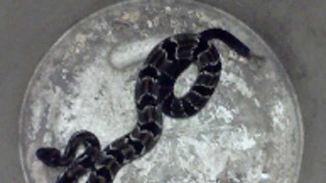 newborn timber rattlesnake