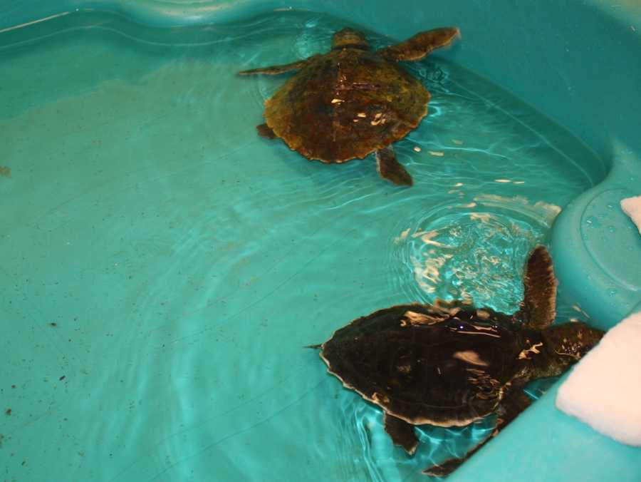 In Photos: Hypothermic sea turtles rescued