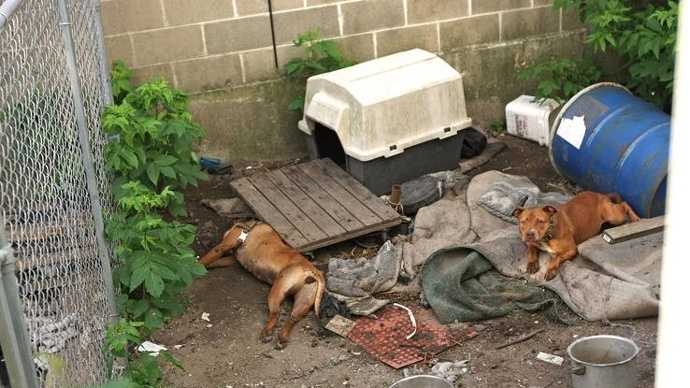 Dog owner charged with animal cruelty