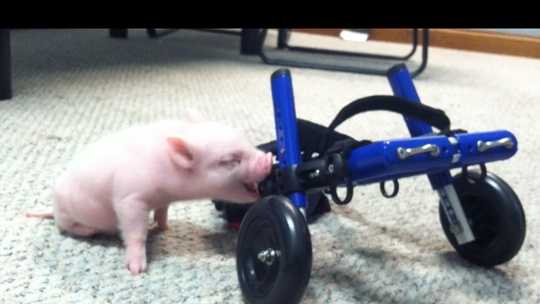 Disabled pig gets help from local business