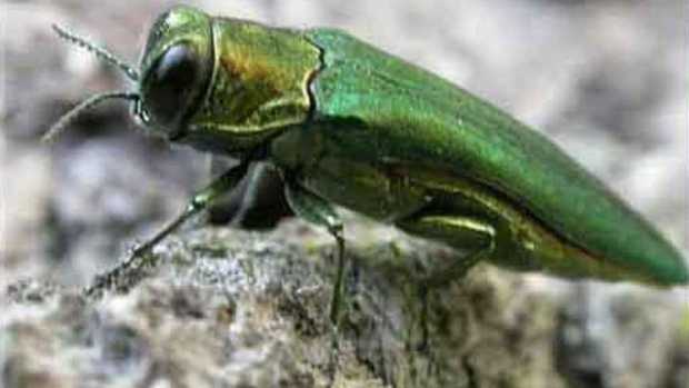 Beetle That Kills Trees Spotted In Nh