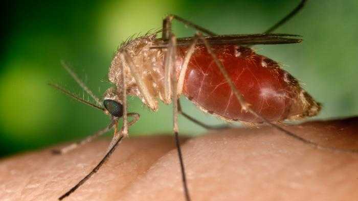 West Nile Virus is a well known example of an invasive microbe.  Native to Africa, the virus was first reported in the U.S. in 1999 and now can be found in all of the contiguous states. Transmitted through female mosquitoes, the virus can infect birds and mammals causing severe symptoms up to and including death.  