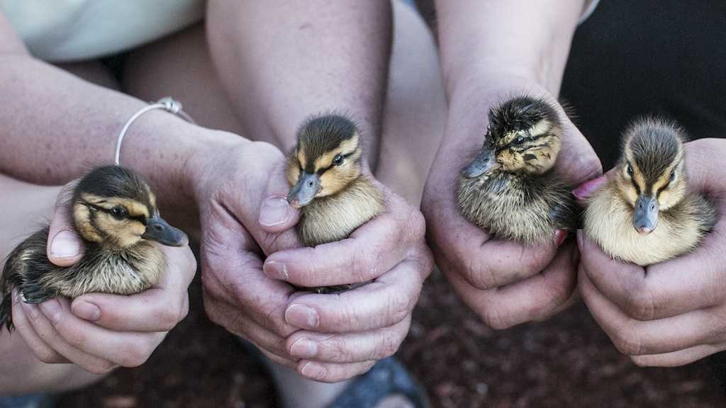 Photos: Four ducklings rescued from storm drain
