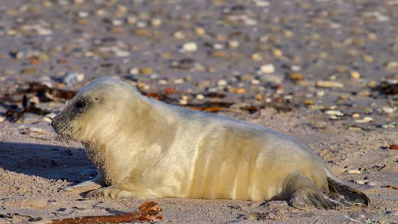The seals are abundant due to decades of marine protection.