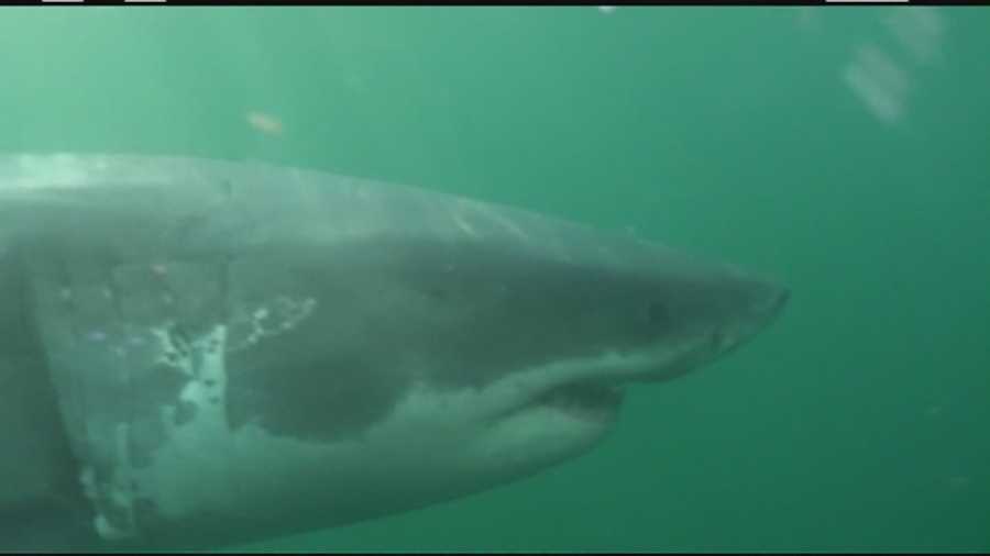 Great White sharks are returning to the Cape.
