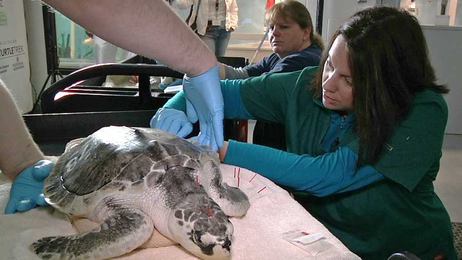 Acupuncturist Claire McManus treats a sea turtle, which was injured after getting stranded on Cape Cod during a prolonged exposure to cold weather, at the New England Aquarium's animal car center in Quincy, Mass.