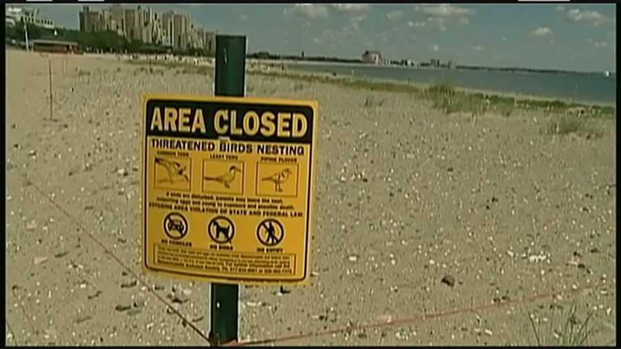 Duxbury beachgoers seek access to beaches closed for endangered birds