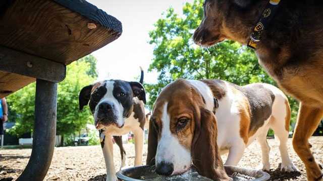 From left, Bellam, a pit bull mix, Abby, a basset Hound, and Willow, a beagle/collie/Akita mix, get a drink of water at the dog park in Medway on Thursday, June 19, 2013.