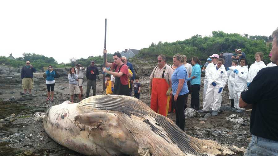 Crews from Marine Mammals of Maine begin to take apart a 25-foot Minke Whale that washed ashore in Cape Elizabeth earlier in the week.