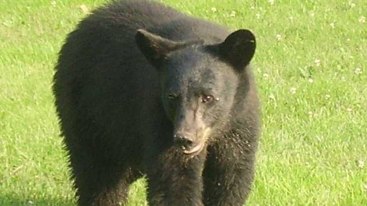 An estimated 600,000 black bears live in North America. About 300,000 of those are in the United States.