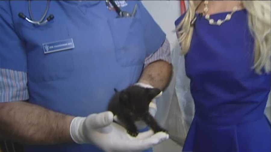 Twenty-four kittens seized from allegedly neglectful pet store receive medical care