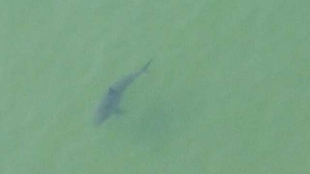 This shark, estimated to be 14 feet long, was spotted about 200 yards off the shore in Chatham at about 5 p.m. Monday.