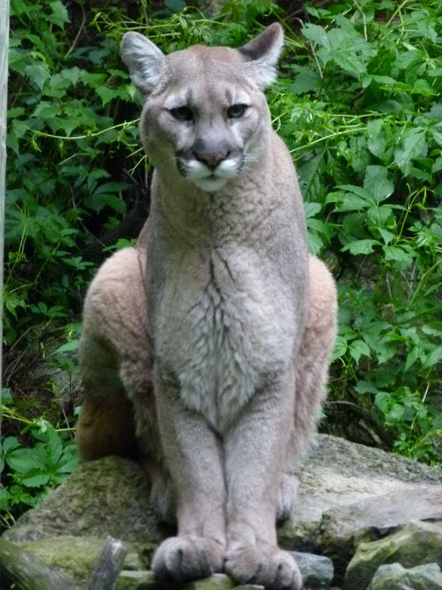 Photos Meet nature center mountain lions