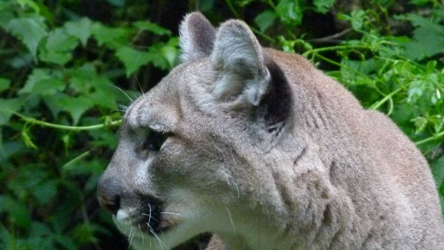 Mountain lions can be anywhere from light grey to tan, with white and dark highlights are around the mouth. Males are larger than females.