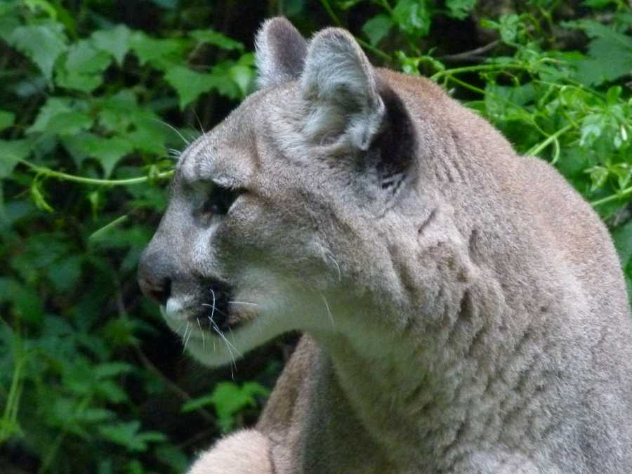 Photos: Meet nature center mountain lions
