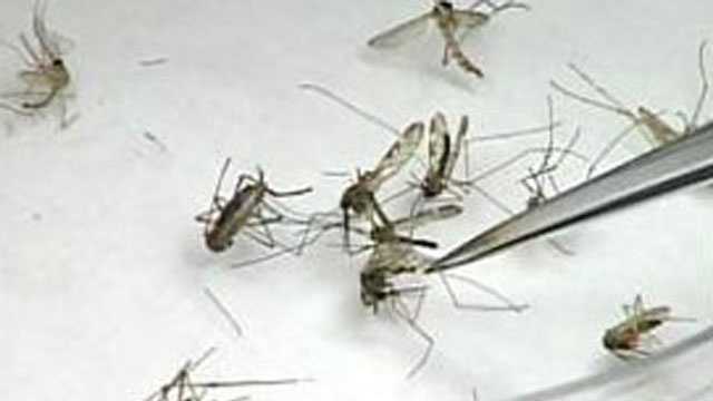 File - mosquitoes