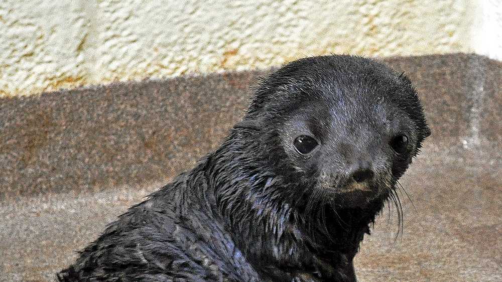 Baby seal pup named, learns to swim