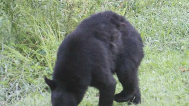 Police Warn Residents After Several Bear Sightings 6725