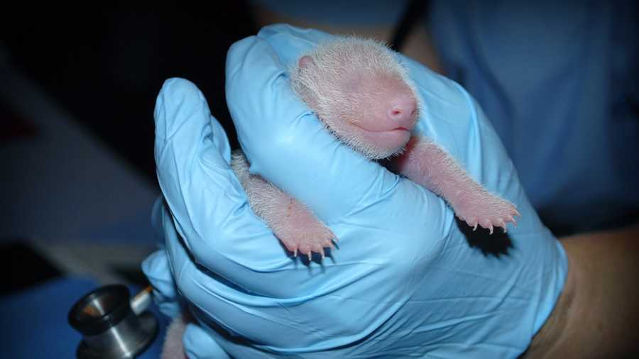 The panda, born Friday afternoon, weighs 4.8 ounces, is pink with white fur and wriggled and squealed loudly when it was taken away from its mother, zoo officials said.