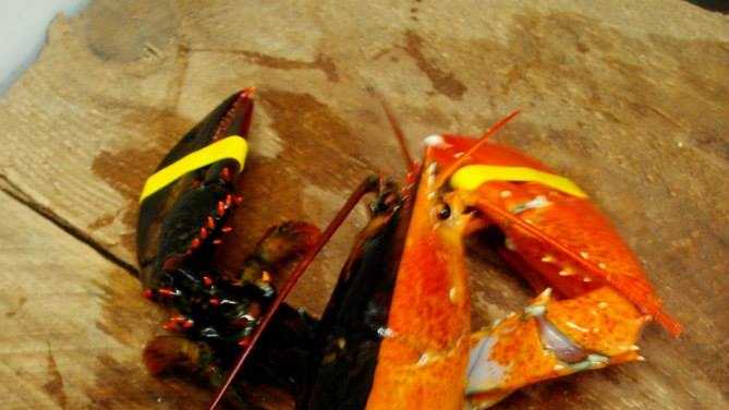 The odds of finding a split-colored lobster is one in-50 million.